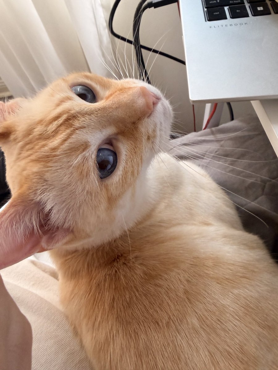 ジリ子🇨🇦👩‍💻 tweet media