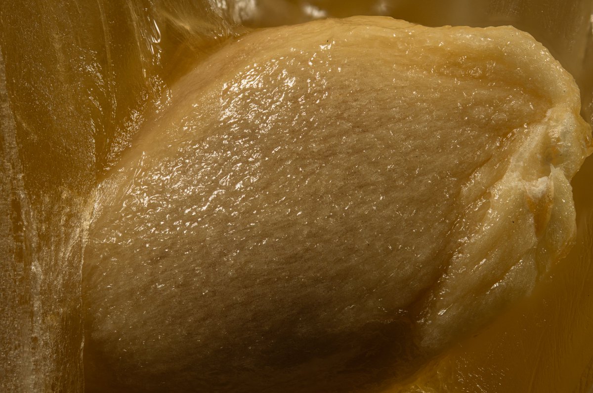 blenderguppy's tweet image. Close up macro shots of a split lemon. #macrophotography