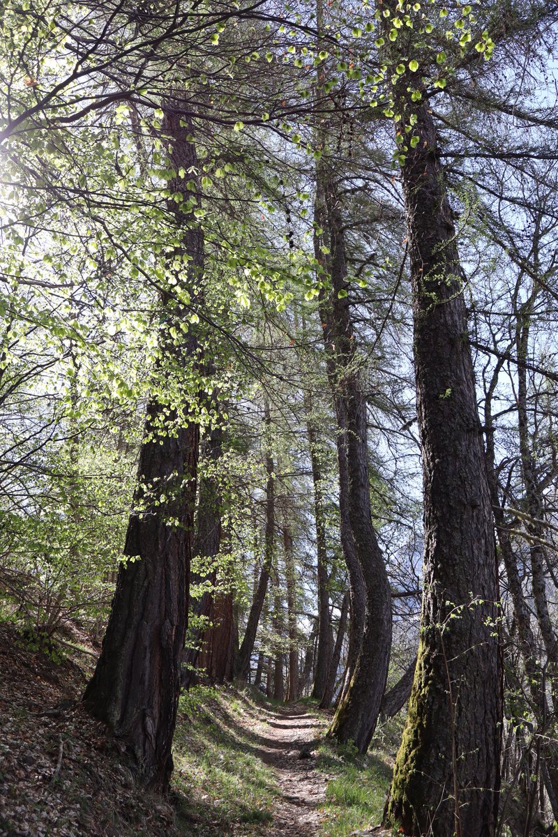 Photos prises aujourd'hui dans le Parc National des Ecrins. Molines en Champsaur.