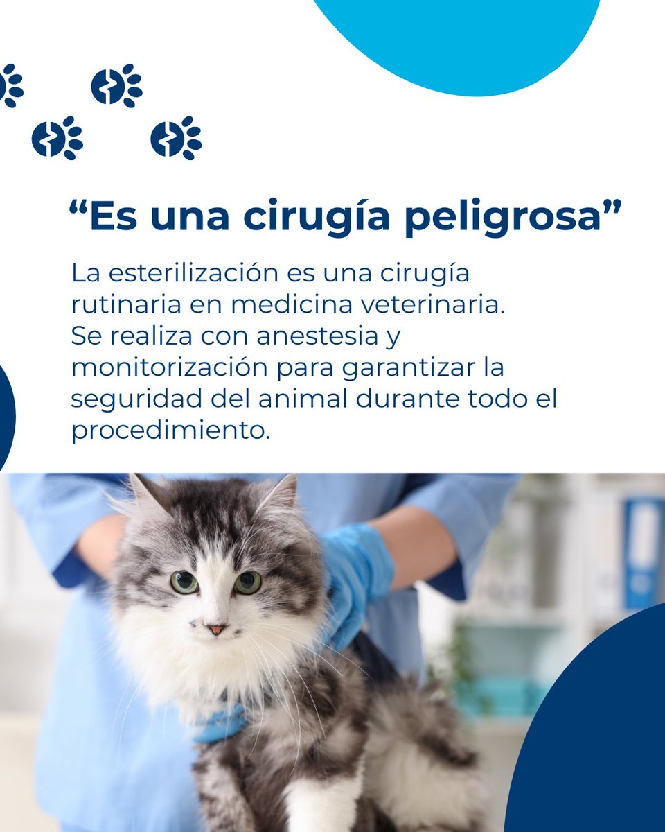 Kivet_'s tweet photo. 🐱 Esterilizar a una gata es una decisión importante, y es normal que surjan dudas.

Si tienes dudas sobre la esterilización o quieres saber cuál es el mejor momento para tu gata, en Kivet estaremos encantados de asesorarte.

#Kivet #saludfelina elina #esterilizacion  #gatos https://t.co/Eu3gvWwPTo