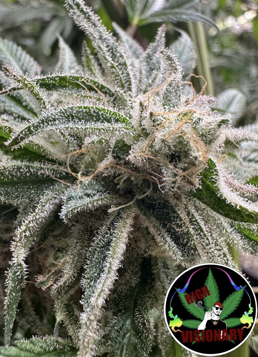 High_Visionary420 tweet media