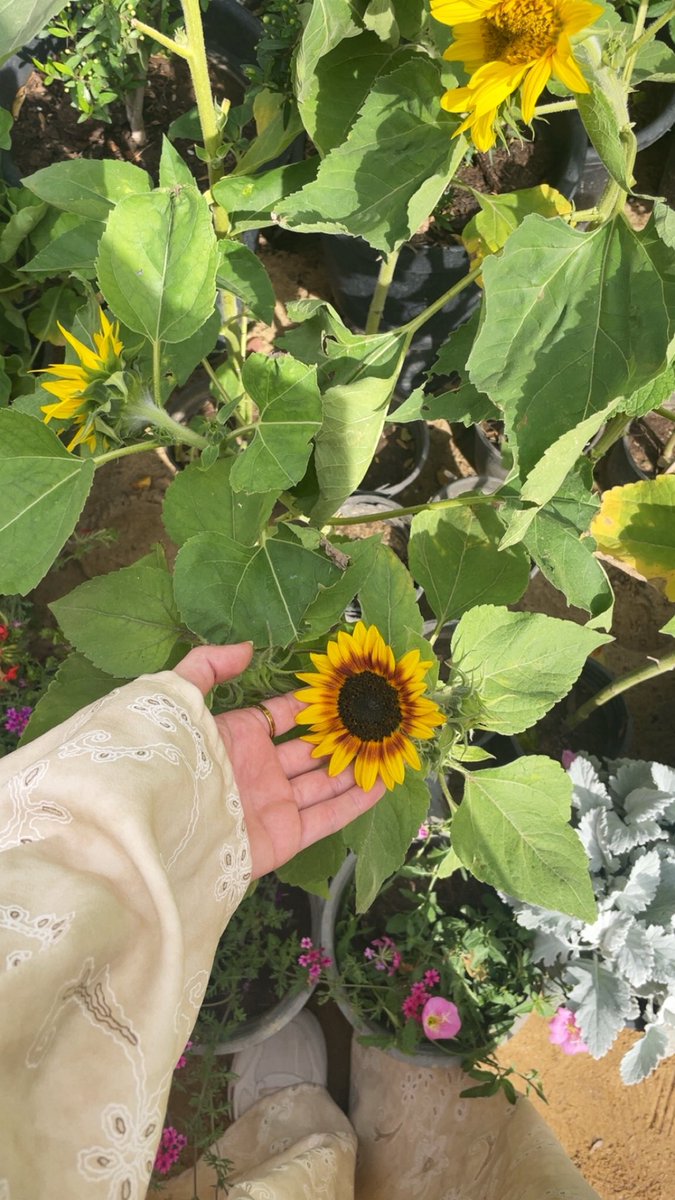 مُنمُن tweet media