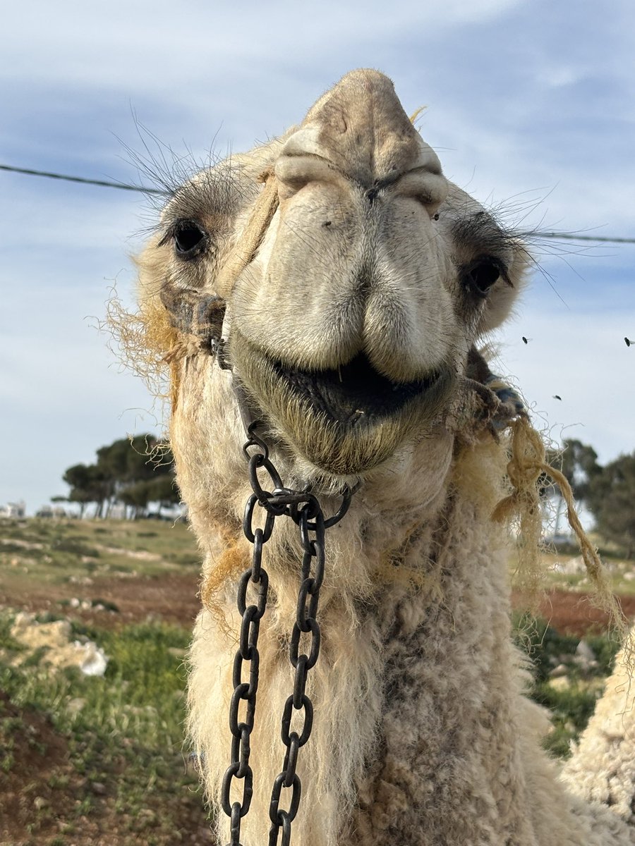 يمان الشّوبكي tweet media