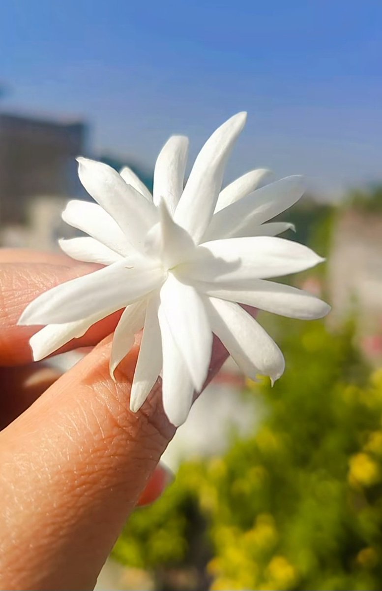 🕊️ŚaDa🕊️ tweet media