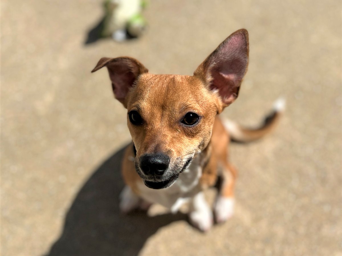 DT_Bridgend's tweet image. Meet Ronnie 🐾
Sweet Chihuahua x Jack Russell pup 💛
Loves cuddles &amp;amp; calm play.

Good with kids 8+, cats &amp;amp; dogs.
Needs patient training to build confidence.

👉 dogstrust.org.uk/rehoming/dogs/…

#adopt #adoptdontshop #dogstrust #puppy #puppylove