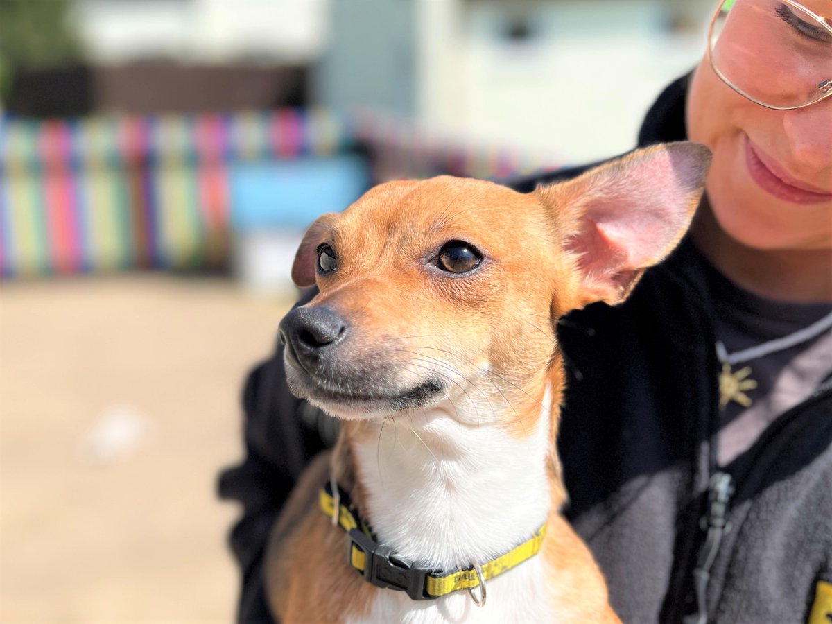 DT_Bridgend's tweet image. Meet Ronnie 🐾
Sweet Chihuahua x Jack Russell pup 💛
Loves cuddles &amp;amp; calm play.

Good with kids 8+, cats &amp;amp; dogs.
Needs patient training to build confidence.

👉 dogstrust.org.uk/rehoming/dogs/…

#adopt #adoptdontshop #dogstrust #puppy #puppylove