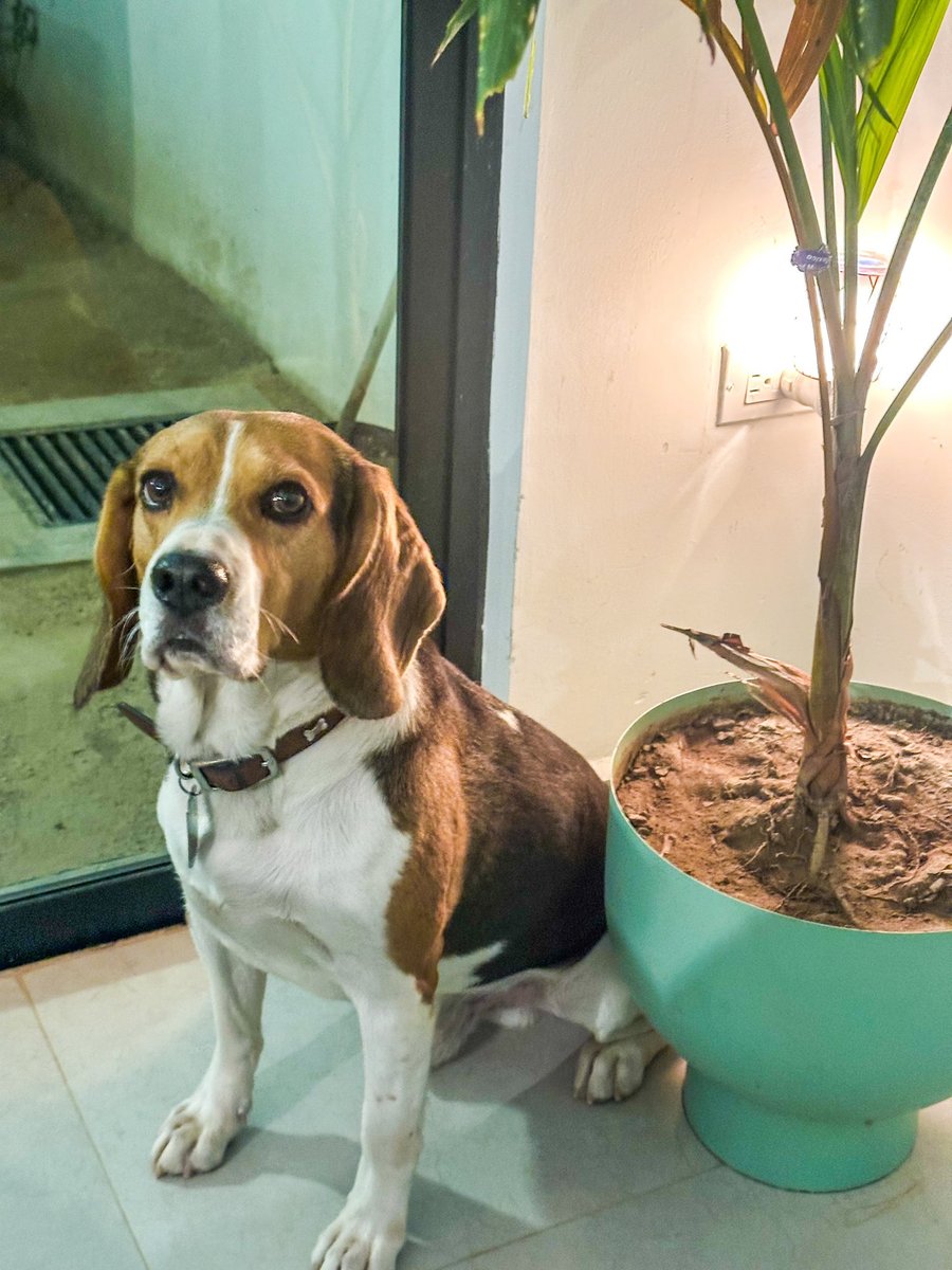 Vintage Beagle Botanical Plate