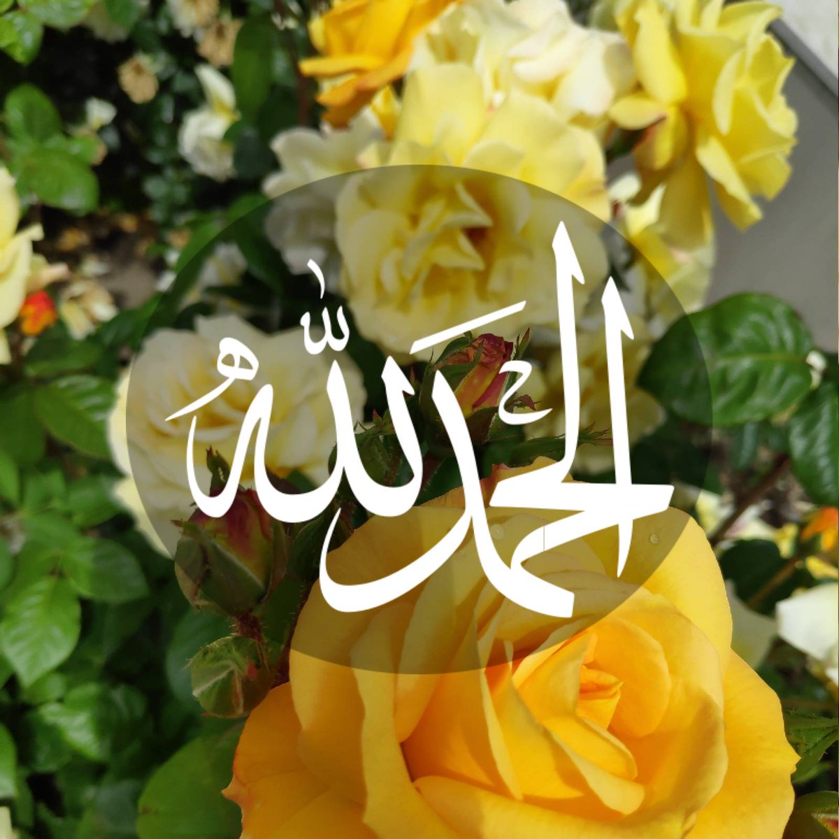 البطاقة الإسلامية tweet media