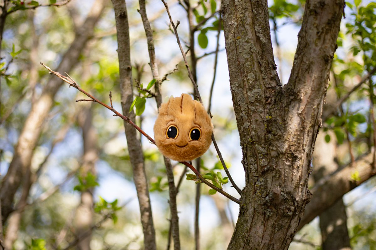 TyInc's tweet image. "He who plants a tree plants hope" -Lucy Larcom 🌳 Happy Arbor Day!
#Marvel #Groot #GuardiansOfTheGalaxy #ArborDay #BeanieBouncer