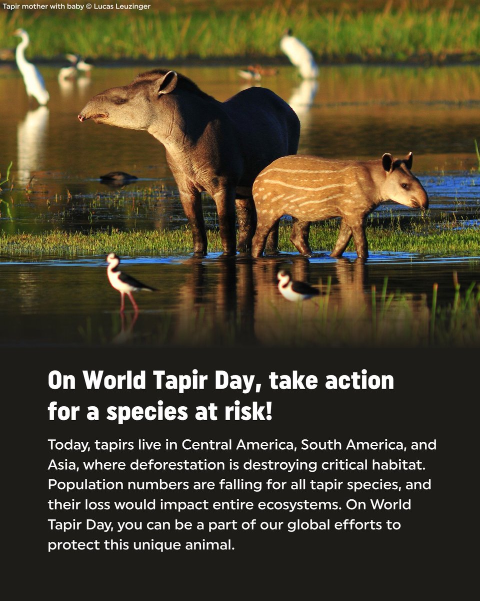 Rainforest Trust tweet media