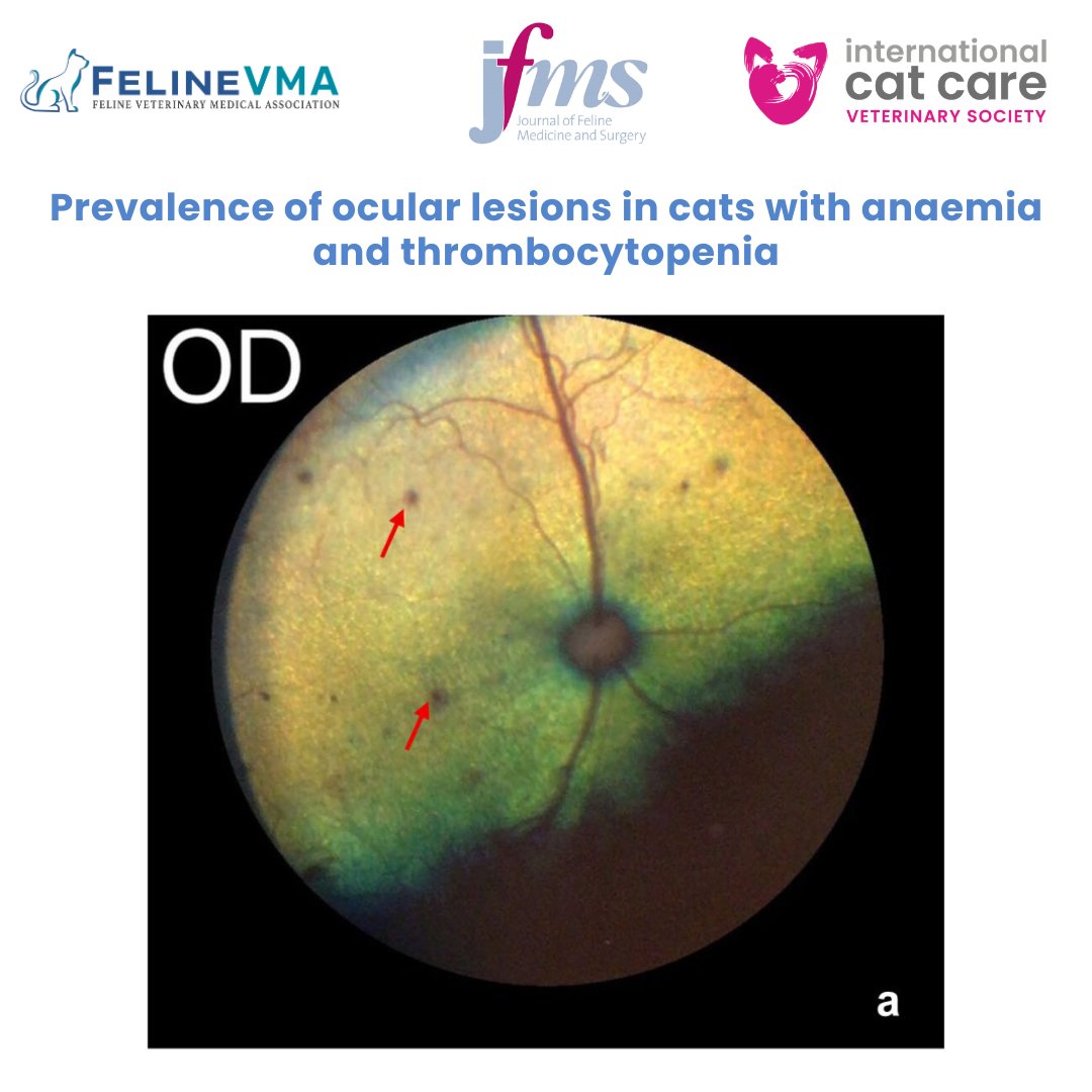 CatVets's tweet image. “Prevalence of ocular lesions in cats with anaemia and thrombocytopenia.” Read the article at bit.ly/4tDmdpq. 

#OpenAccess #FelineHealth #JFMS