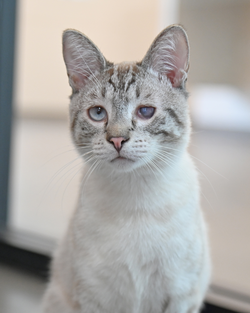 Helen Woodward Animal Center tweet media