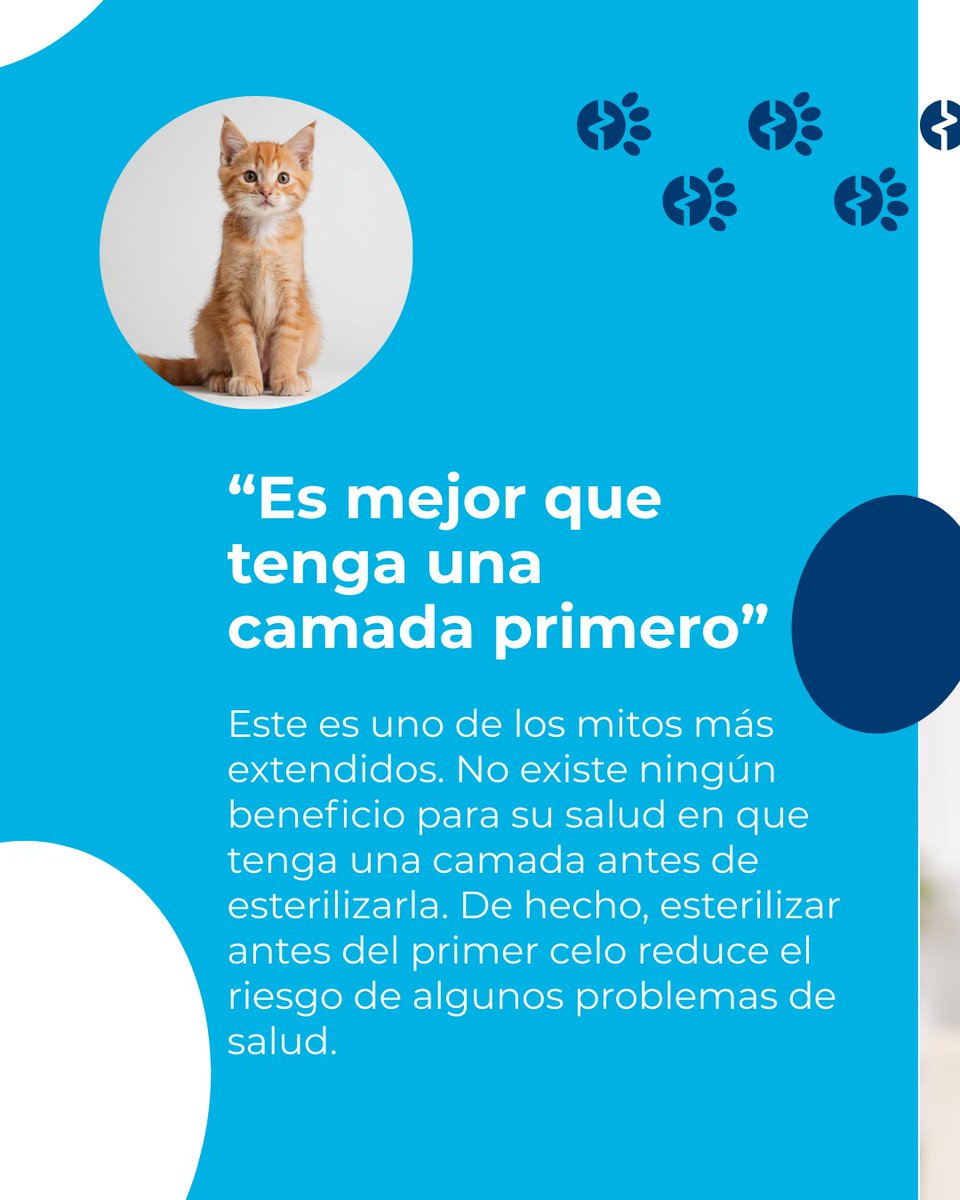Kivet_'s tweet photo. 🐱 Esterilizar a una gata es una decisión importante, y es normal que surjan dudas.

Si tienes dudas sobre la esterilización o quieres saber cuál es el mejor momento para tu gata, en Kivet estaremos encantados de asesorarte.

#Kivet #saludfelina elina #esterilizacion  #gatos https://t.co/Eu3gvWwPTo