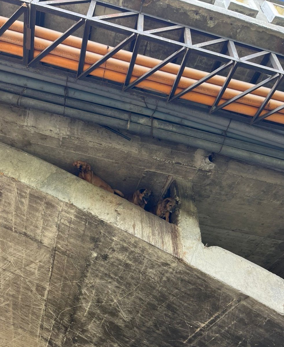 CGACuenca's tweet photo. Rescate animal en #3Puentes
Gracias al trabajo articulado entre la @CGACuenca, #PatrullaCanina, Bomberos , EMOV EP, Guardia Ciudadana , Desarrollo Social y Fundación ARCA , se rescató a 3 mascotas en condición de vulnerabilidad.
Serán trasladadas para su valoración veterinaria https://t.co/D6jd3DBJhQ