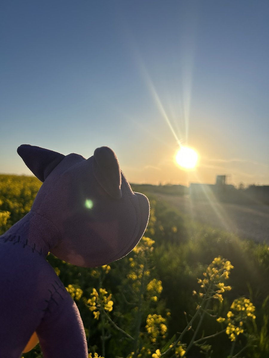 𝓝𝓪𝓹𝓹𝔂💜💤 tweet media