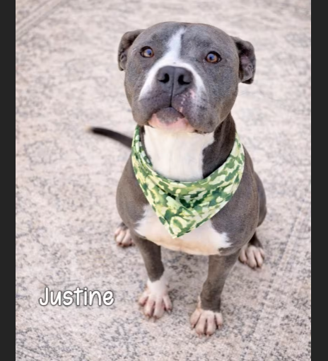 Justine, a "sweet, affectionate" 2-year-old American Staffordshire Terrier at an overcrowded shelter in #Gautier, #MS, needs a forever home, a foster home, or rescue adoptapet.com/pet/47572355-g… #URGENT #AmericanStaffordshireTerrier #Staffy #AdoptableDogofDay 🐶