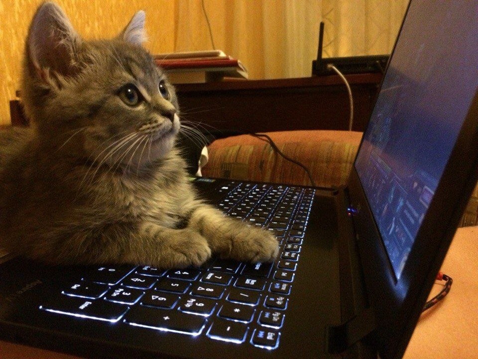 LFT rose' tweet media