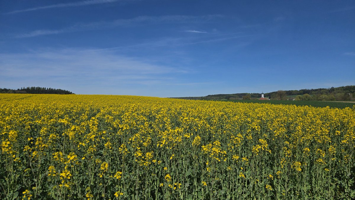 AlexderKleine82's tweet image. Heute spontan das Gravelbike gepackt und für 3 Tage Bikepacking unterwegs. Einfach das Wetter 🌞🍀🌳genießen.
Heute schon 107 km unterwegs...
#gravel #gravelbike #Bikepacking #nature #sun