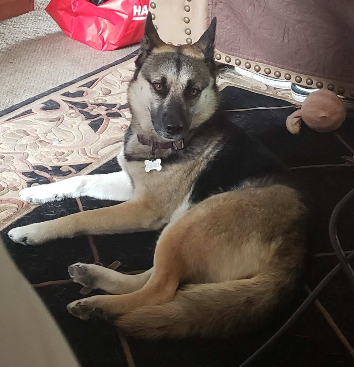 Shagami's tweet photo. Theory is our small Husky malamute mix girl. She is a maybe 6 years old. My sister recused her from someone who had her in a cage for most of her life. That is why she is so stunned and tiny. https://t.co/OopuUGsm5B