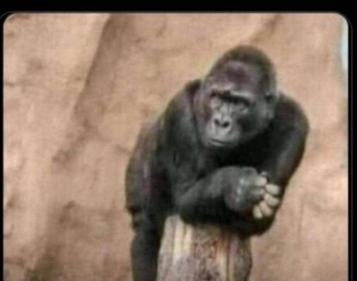 Alpha King tweet media