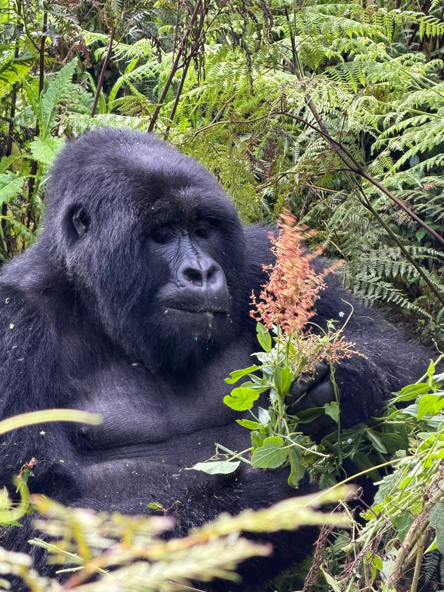 walmarksafaris2's tweet photo. Breakfast time 🦍🦍
#gorillas #bwindi #visitrwanda #visituganda https://t.co/QMgFPXxx4T