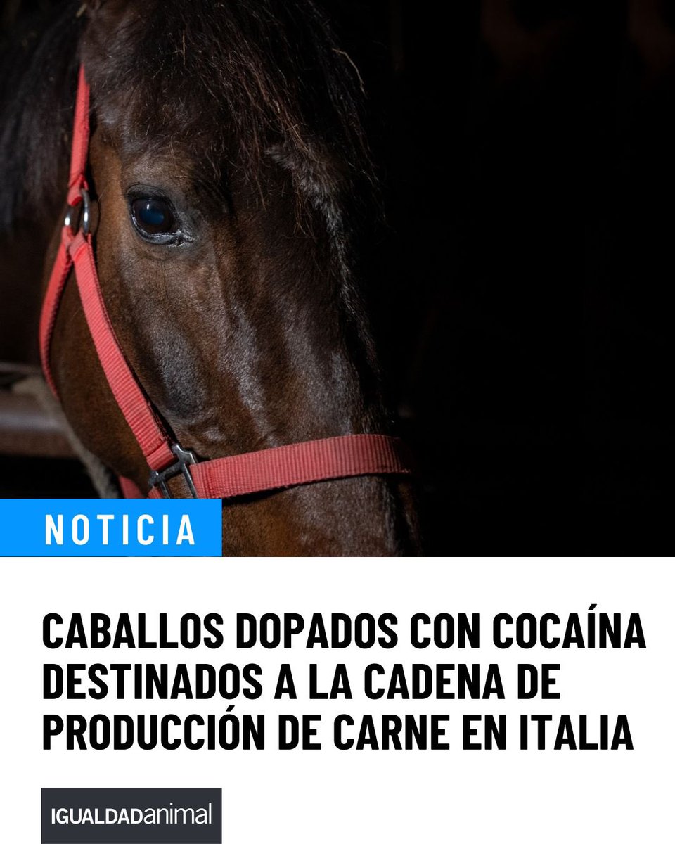 Igualdad Animal tweet media
