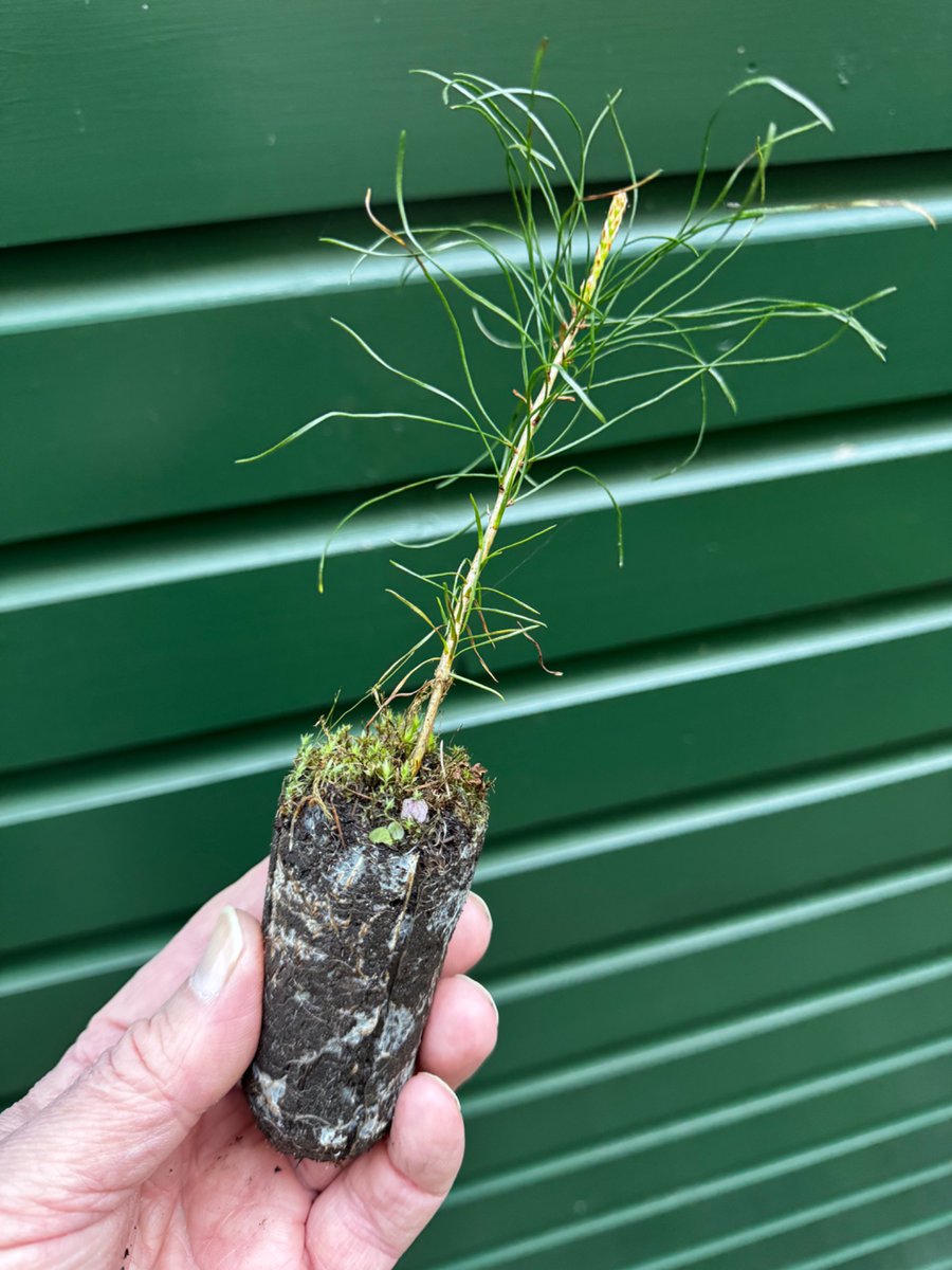 earthFgardener's tweet image. I never realised Scots pine would be so easy to grow from seed. These garden-grown #peatfree beauties will hopefully become part of a regenerating temperate rainforest that’s crying out to reclaim the sheep-scalped Welsh uplands🌳🌧️

#trees #rewilding #woodland #nature