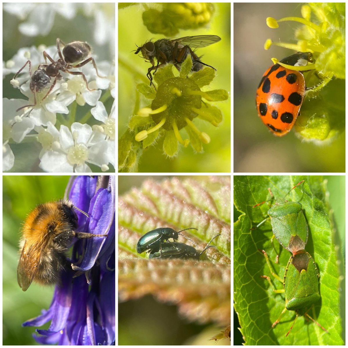 StevePa46290725's tweet image. A few common hedgerow insects from my evening walk. See ALT text for details. #insects #dorset