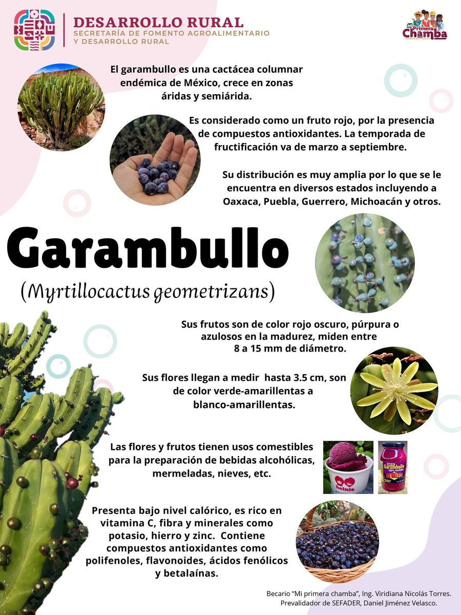 Pajareando en: Aves y Naturaleza de México tweet media