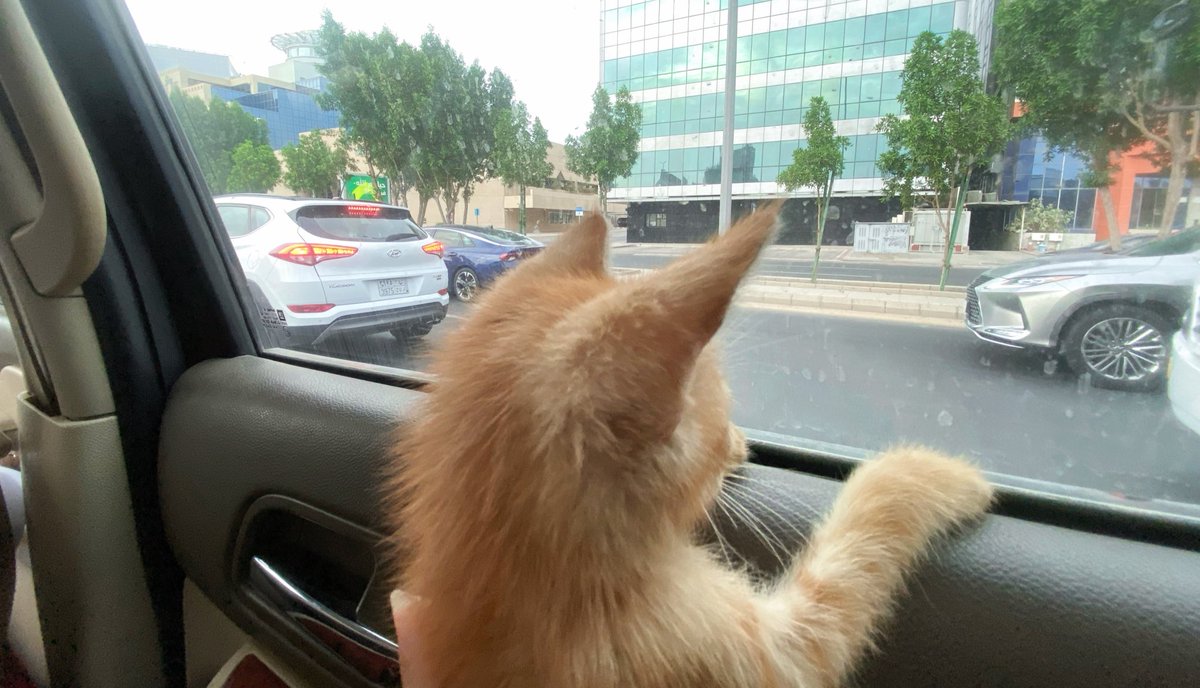 𝙘𝙚𝙥𝙤𝙧𝙖 tweet media