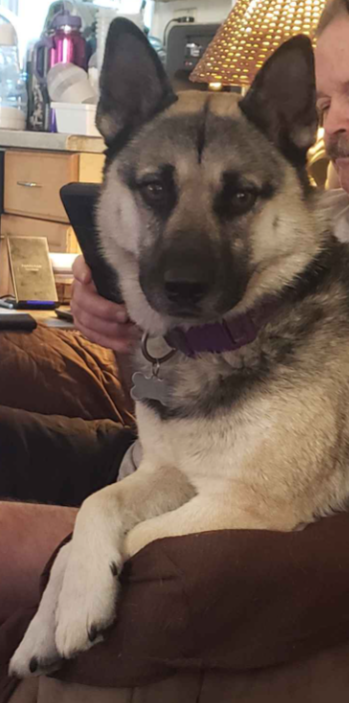 Shagami's tweet photo. Theory is our small Husky malamute mix girl. She is a maybe 6 years old. My sister recused her from someone who had her in a cage for most of her life. That is why she is so stunned and tiny. https://t.co/OopuUGsm5B