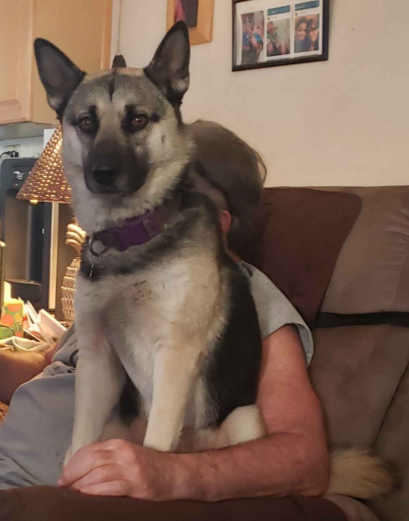 Shagami's tweet photo. Theory is our small Husky malamute mix girl. She is a maybe 6 years old. My sister recused her from someone who had her in a cage for most of her life. That is why she is so stunned and tiny. https://t.co/OopuUGsm5B