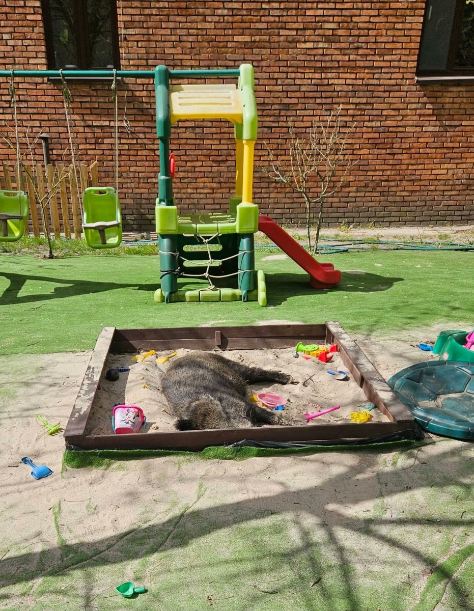 NEXTA Polska tweet media