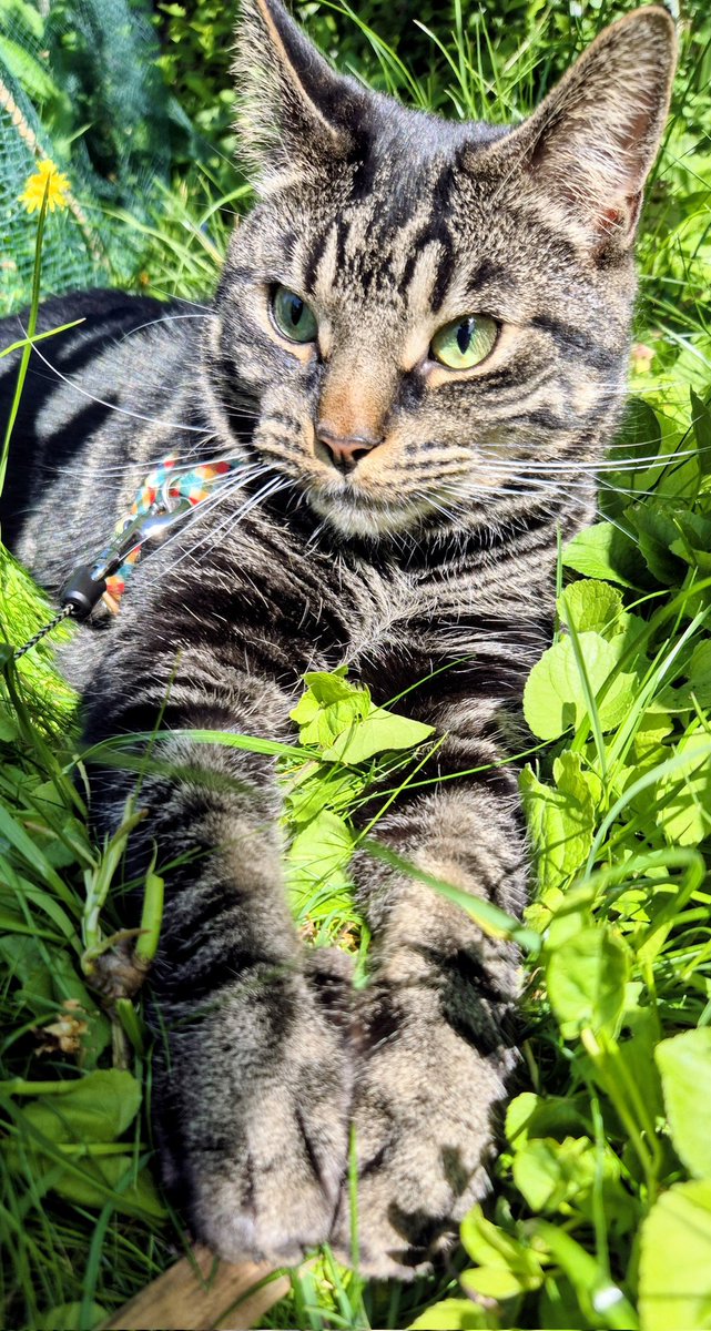 TenaciousDeeGaming tweet media