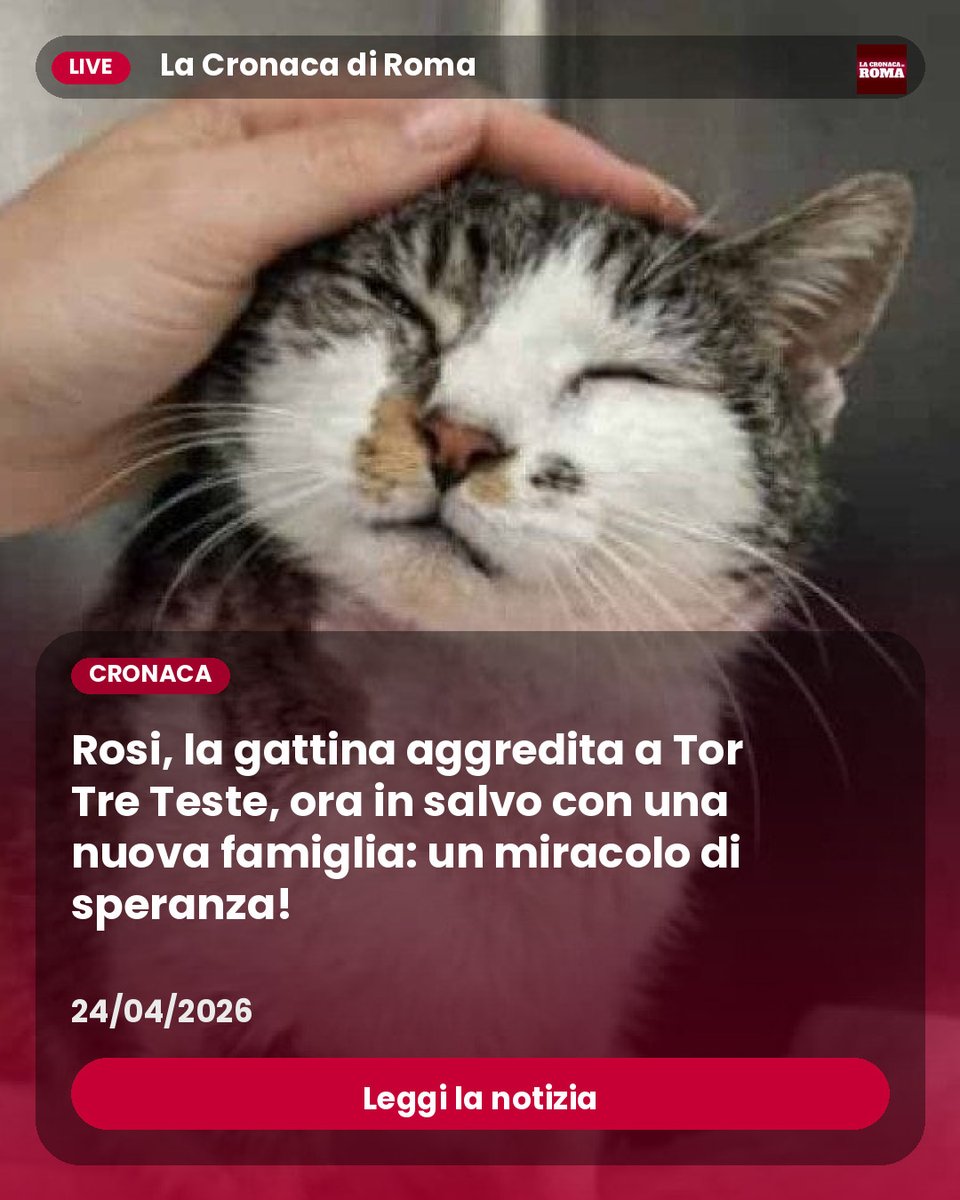 cronacadiroma's tweet image. Leggi la notizia : A Roma la storia di Rosi, la gattina aggredita nei pressi del Parco di Tor Tre Teste, ha destato un’ondata di indignazione tra i cittadini. “Non si può tollerare un simile vile atto”, ha dichiarato un vicino, visibilmente scosso. #Rosi #gattina #TorTreTeste