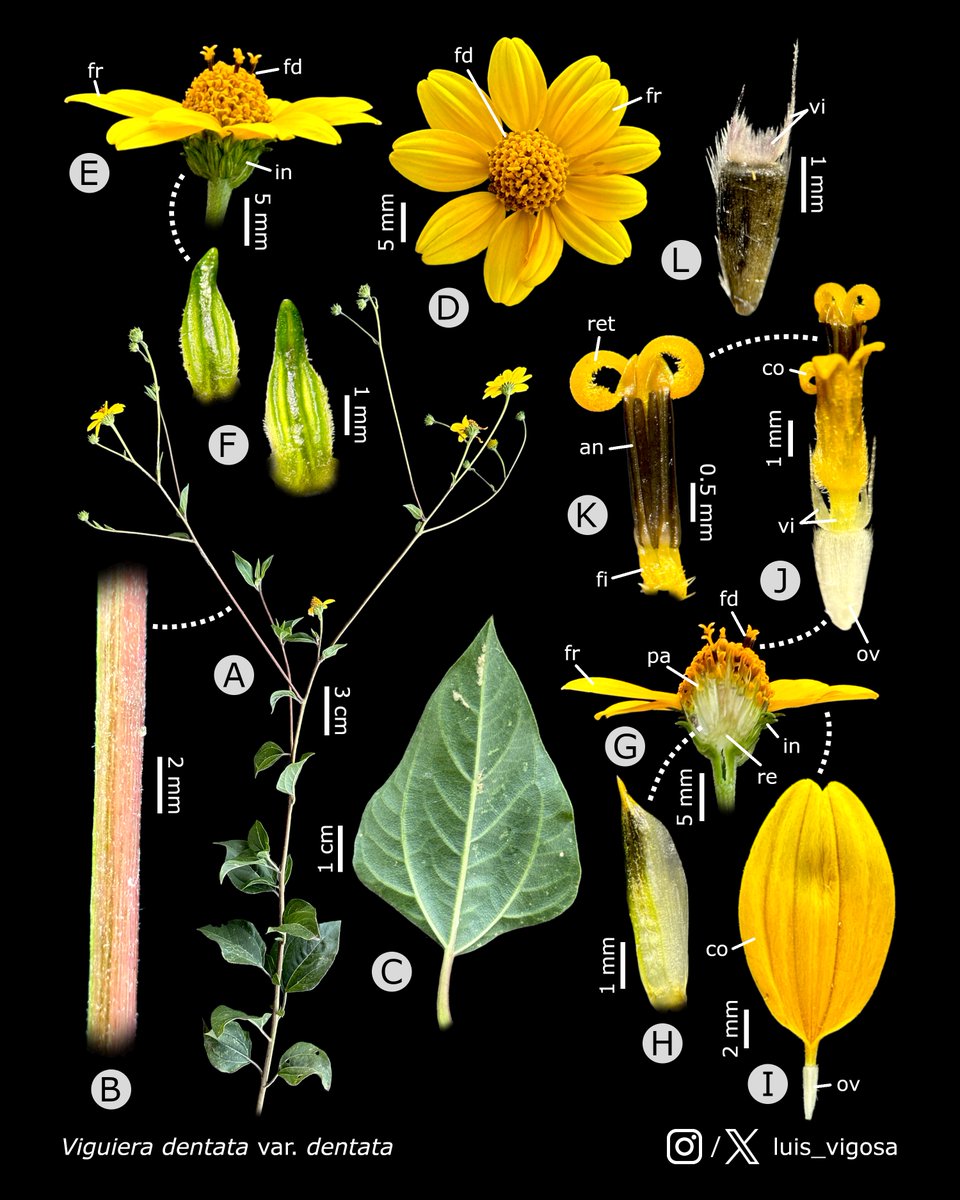 luis_vigosa's tweet image. Viguiera dentata var. dentata (Asteraceae)
#botany #flowers #taxonomy #plants