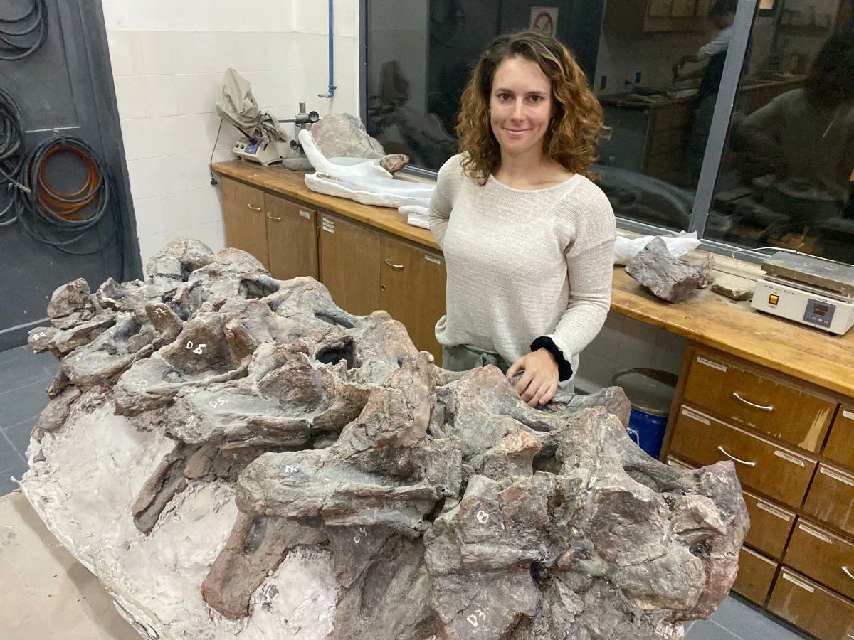 FundaciónDinosaurios tweet media