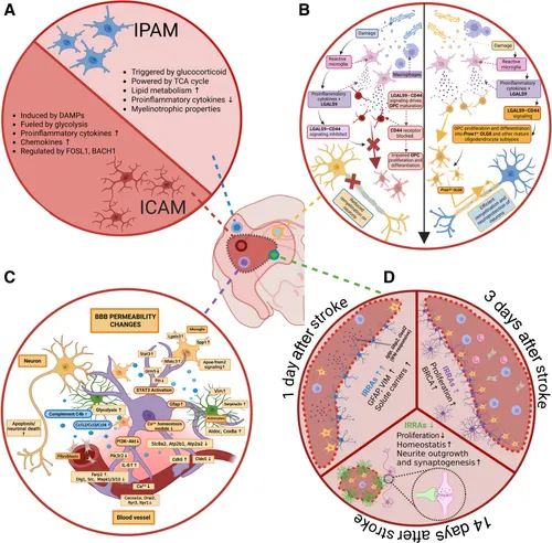 The American Journal of Pathology tweet media