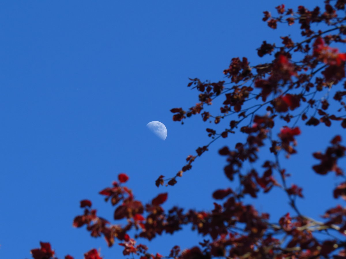 angegarrod's tweet image. 57.3% Waxing Gibbous moon 24/4/26

#moonwatch #wonders #astronomy #moonhour @MoonHourSocial