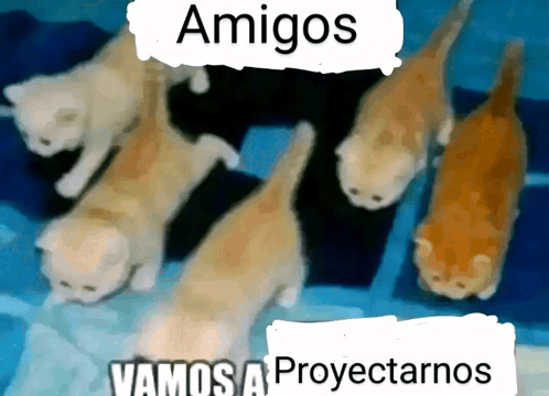 Blanco la seta tweet media