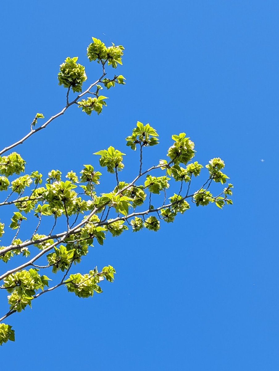 LewesArboretum's tweet image. We were at Prince Charles Road, #Lewes, this afternoon to weed the 11 Hornbeams we planted there in 2024 and the 11 Elms we planted in 2023.
One of the Hornbeam #trees had coral spot so we cut it right back - if it doesn't recover we will replace it in November.
