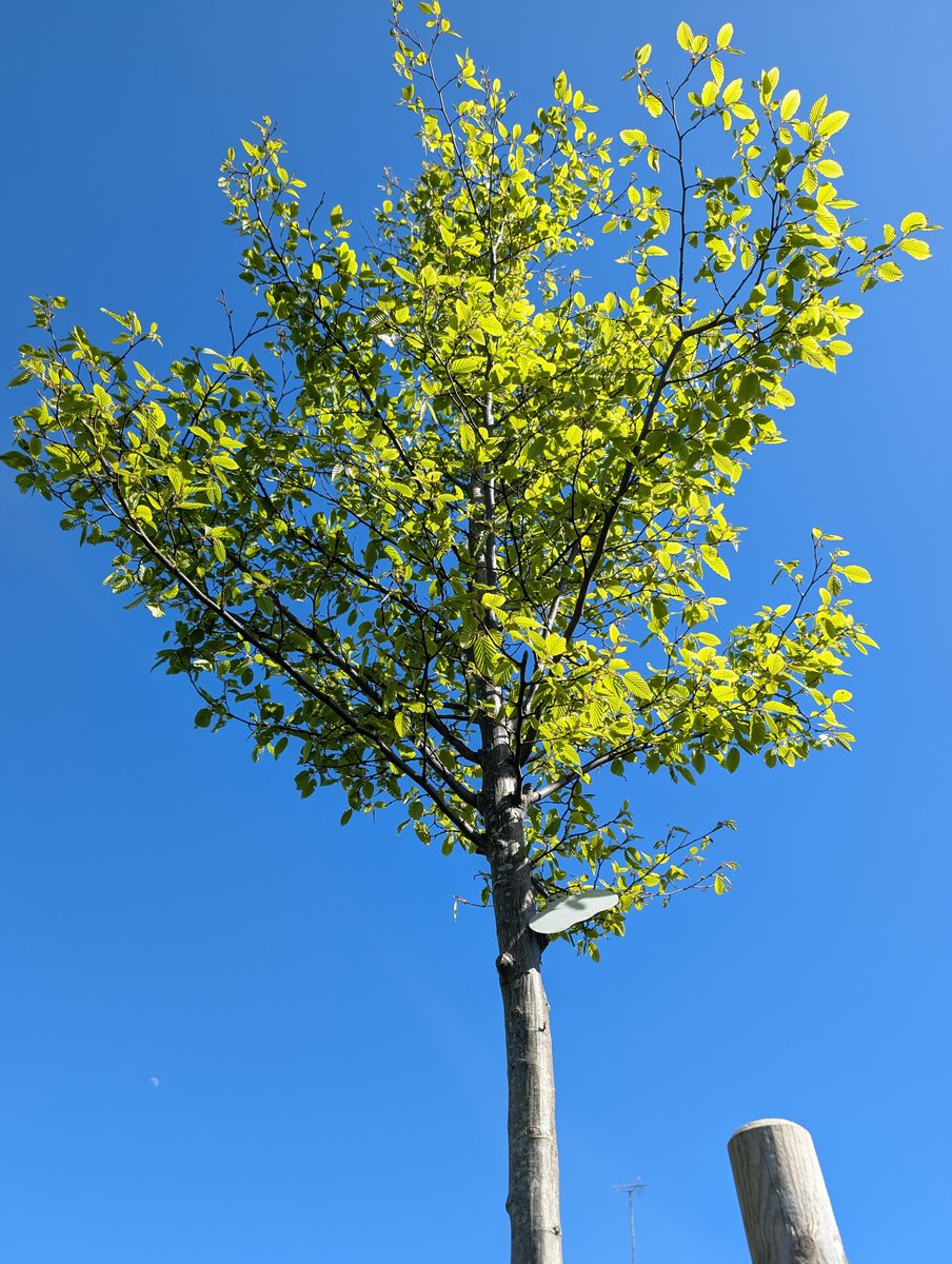 LewesArboretum's tweet image. We were at Prince Charles Road, #Lewes, this afternoon to weed the 11 Hornbeams we planted there in 2024 and the 11 Elms we planted in 2023.
One of the Hornbeam #trees had coral spot so we cut it right back - if it doesn't recover we will replace it in November.