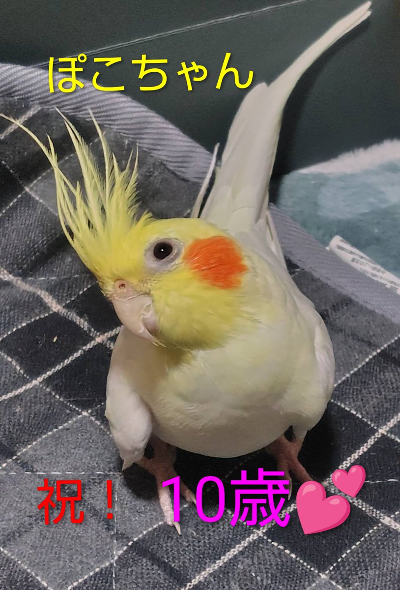 ちいちい☆TL追えてません☆ tweet media