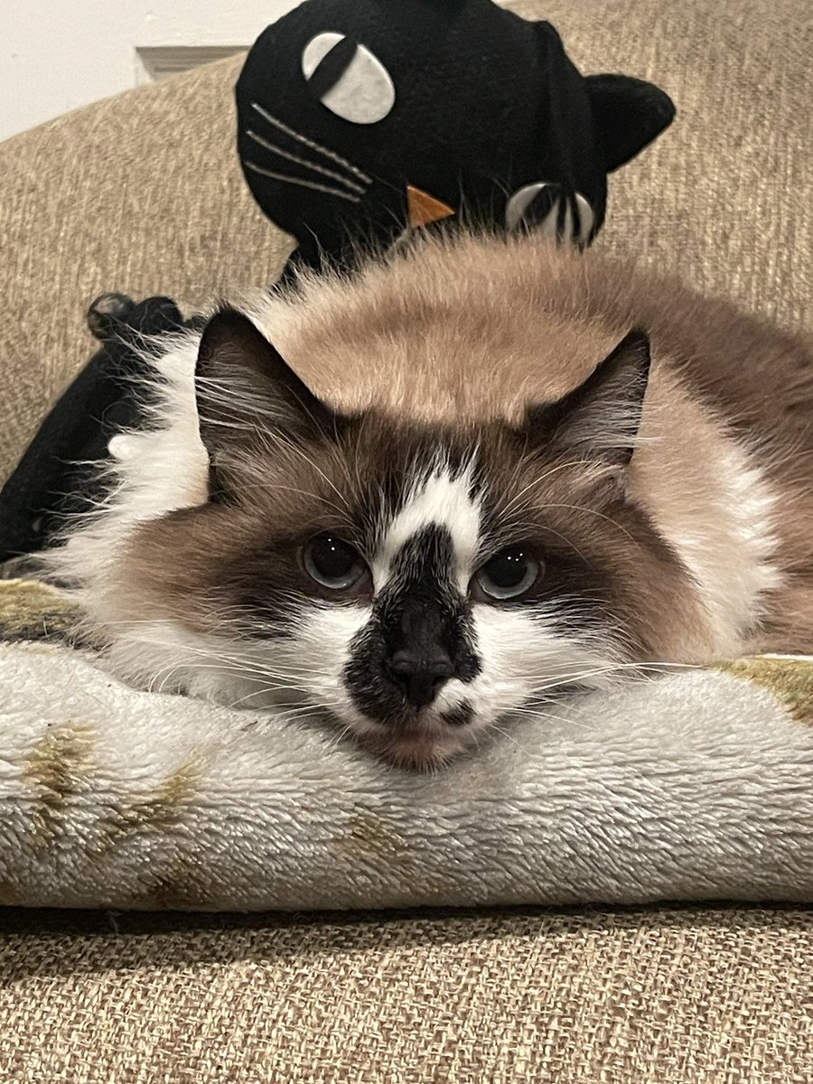 Andrea56822453's tweet image. It’s Friday! I’m awake for snack related reasons only.😼🐟

Happy #JellyBellyFriday! 😸❤️🐾

#CatsOfTwitter #CatsOfX #CaturdayEve #Friyay