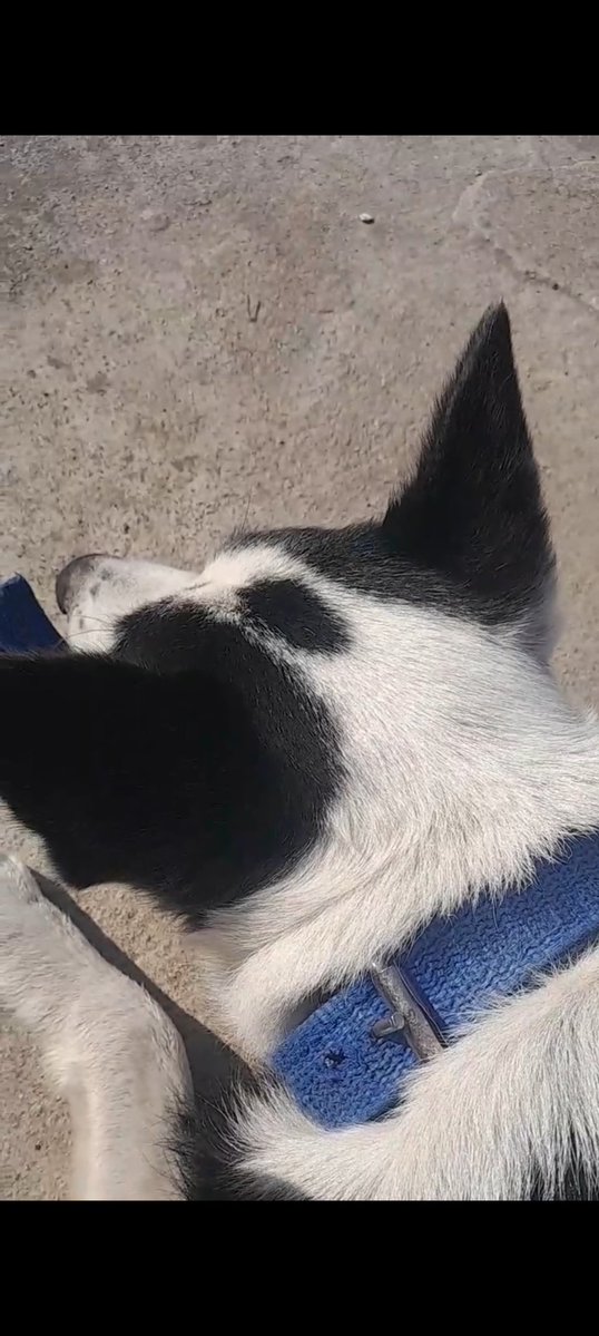 Priyanshu tweet media