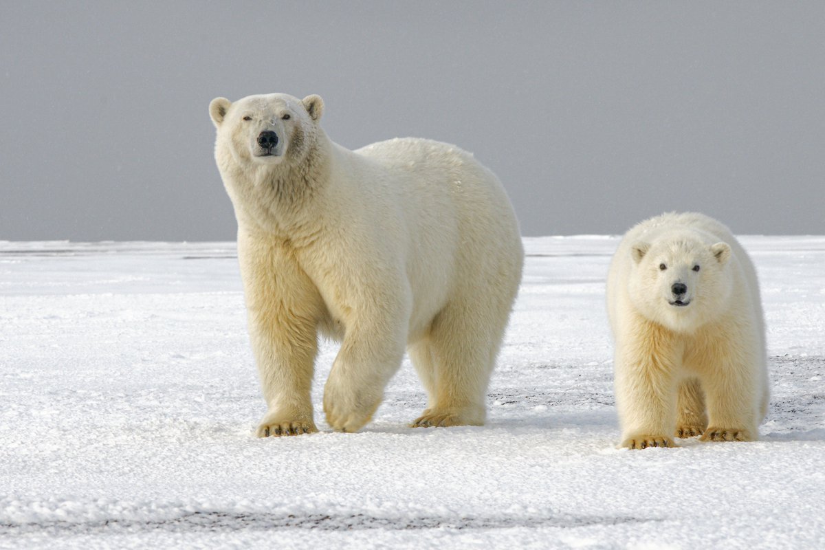 LetsBearNorth's tweet photo. Bear North LLC is proud to announce that two clients have extended and renewed their relationships with us through 2027. https://t.co/uKKhiAPgq9