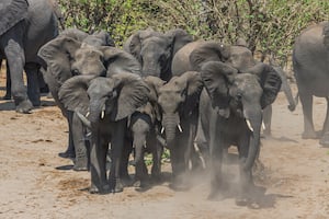 Lovable Liberal and his Old English sheepdog tweet media
