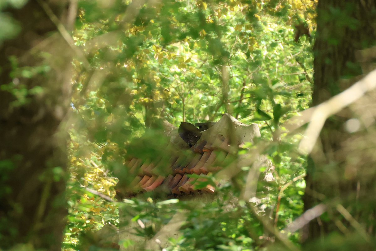 Ron__Dams's tweet image. Draak Lichtgeraakt is weg gevlogen..!

Vanaf de achterkant van het tafereeltje kun je nu goed het plateau zien waar De Draak normaliter op gemonteerd zit. 

#Efteling