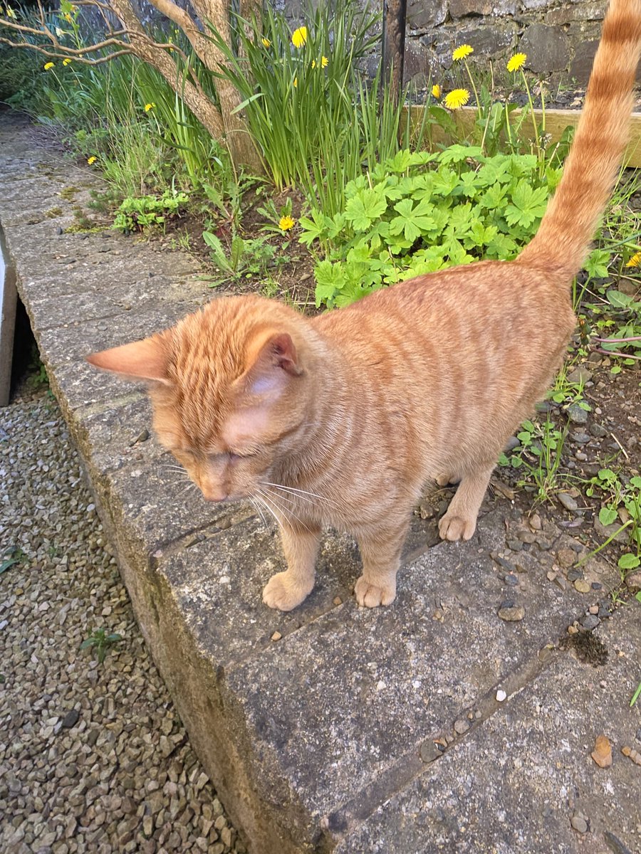 Daniel Coleman tweet media