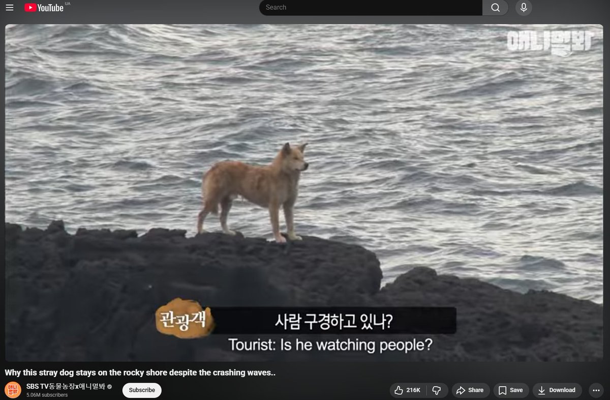 <a href="/bts_bighit/">BTS_official</a> Noorung 마라도의 파수꾼 also didn`t stop waiting for his owners proving that loyalty is not just a trait, but a quiet kind of love that endures even in absence and uncertainty.

#GuardianOfMarado 🐾♥